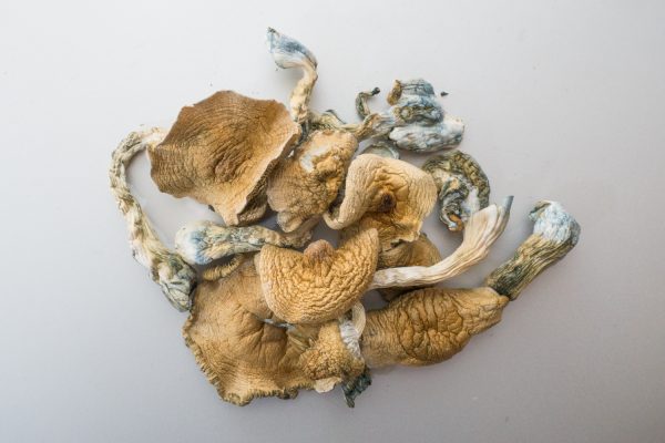 Buy-Golden-Teacher-Magic-Mushrooms-online-Canada